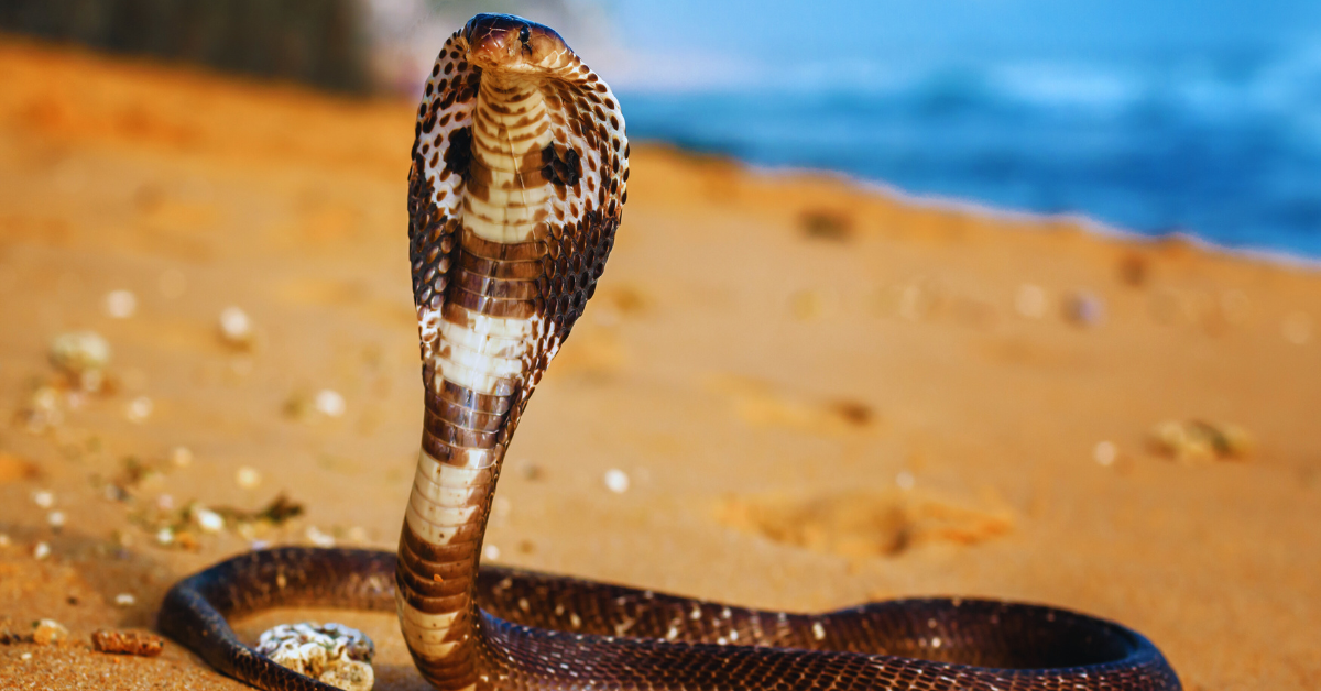 2-taong gulang na bata, nangagat ng cobra sa India; Sino kaya ang nasawi?